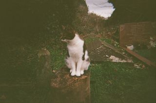 A photo of a cat sitting on a tree stump taken on a Kodak Ultra F9 35mm film camera