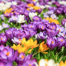 mixed crocus flowers in garden border