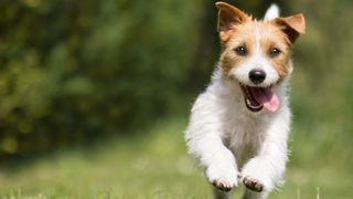 Jack Rusell Terrier running outside