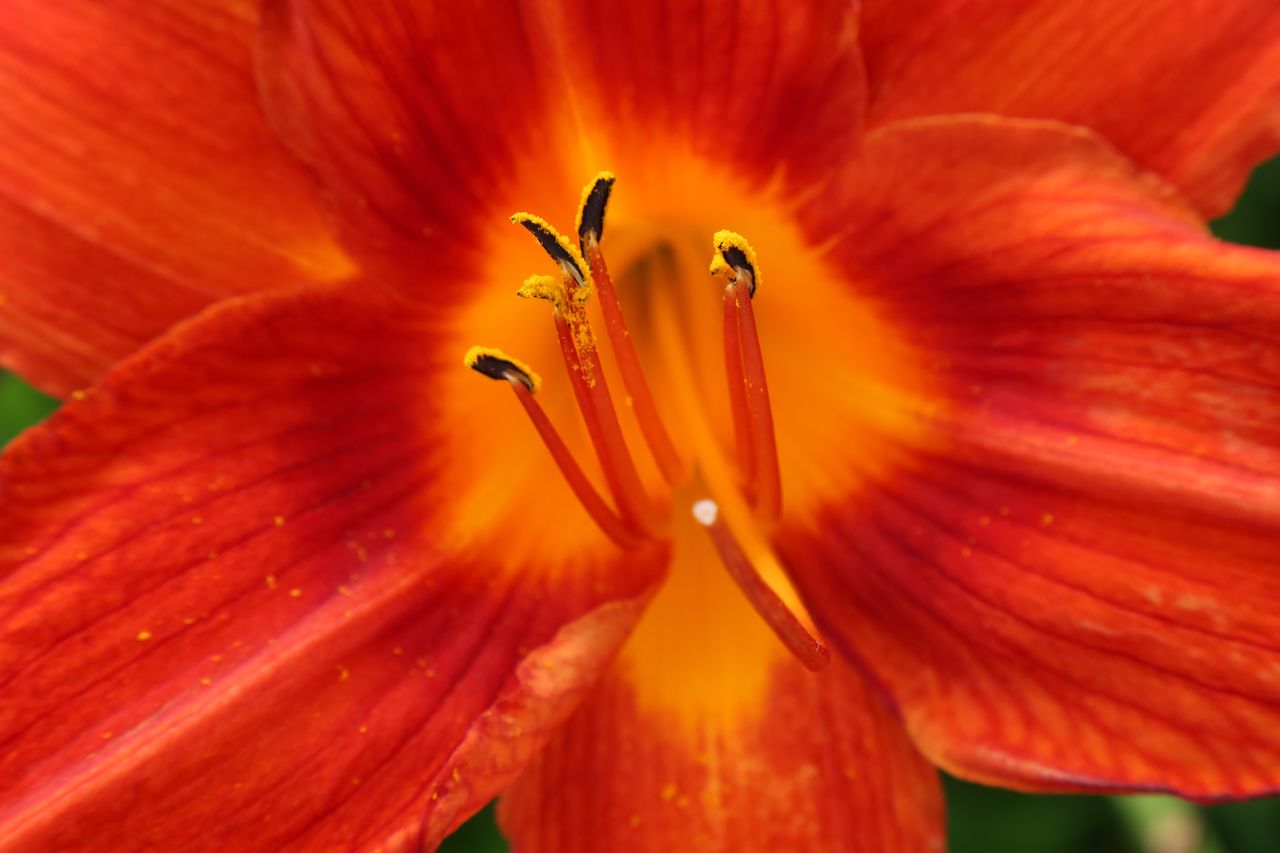 Canon PowerShot G5 X Mark II, 120mm, f/7.1, 1/320sec, ISO250