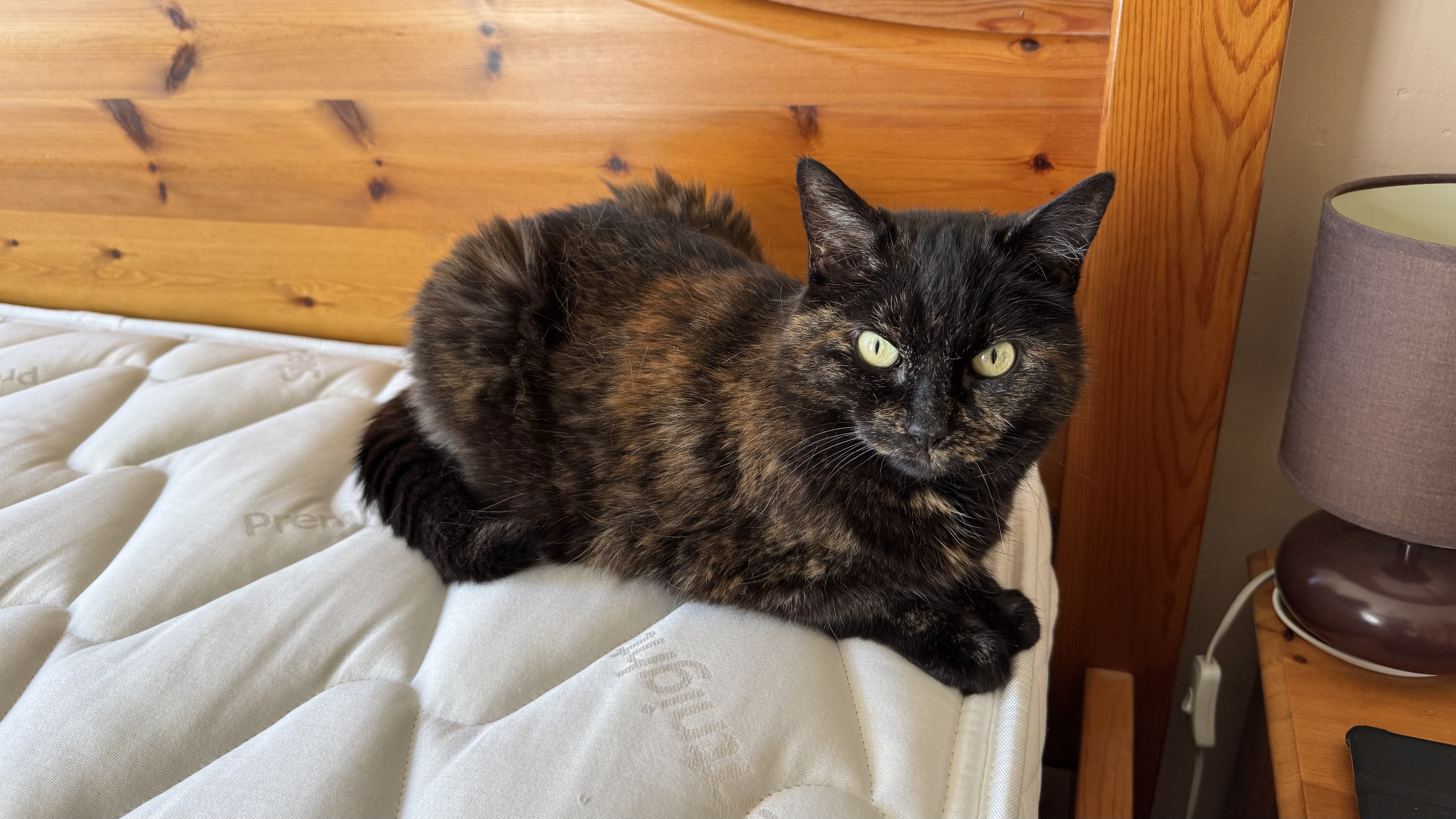 A brindle tortoiseshell cat lying on the Premier Inn mattress