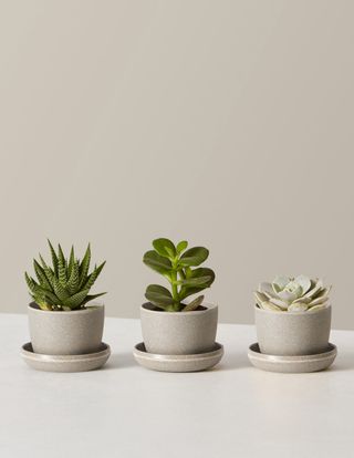 Succulent Assortment With Planters