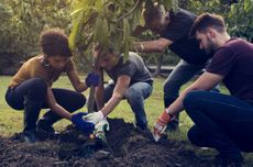 Planting 1 trillion trees is one way to store unwanted carbon.