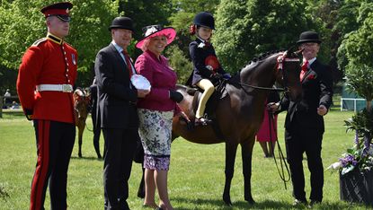 royal windsor mini show pony