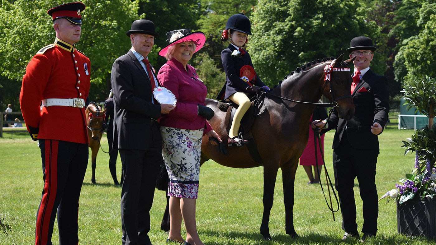 royal windsor mini show pony