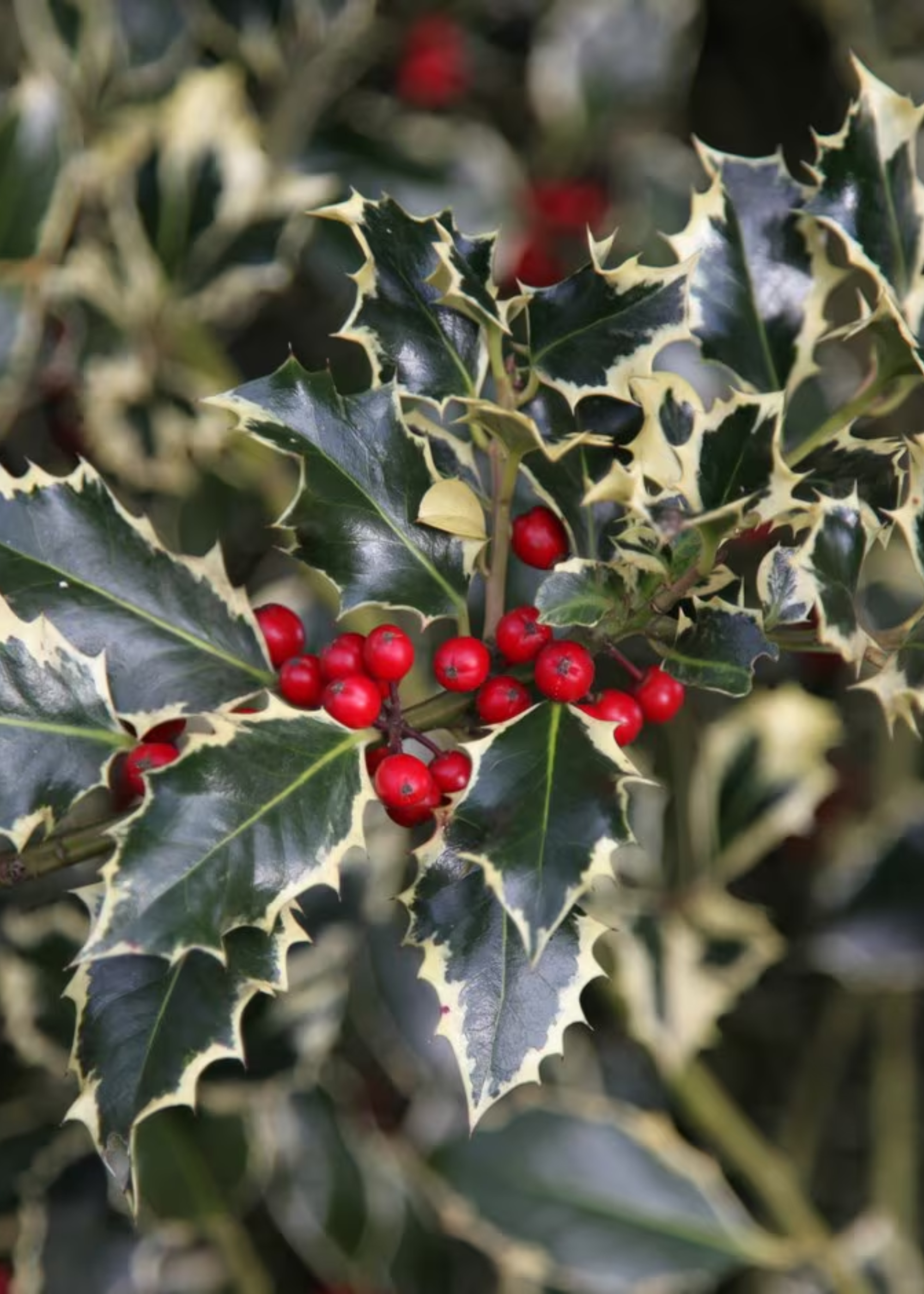 A close-up of a holly tree