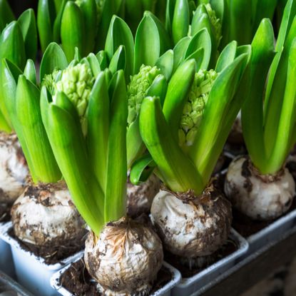 Sprouting hyacinth bulbs in small pots in tray