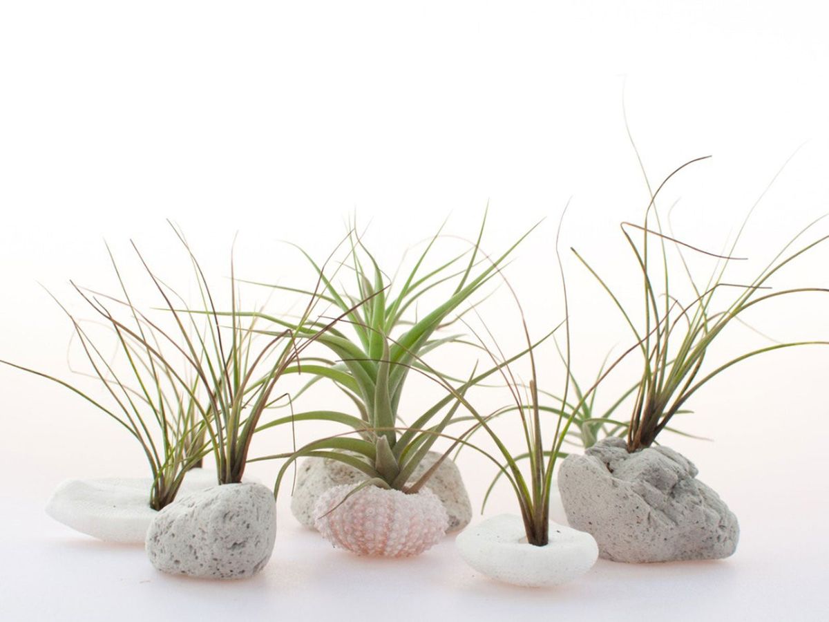 Feeding Air Plants Learn About Air Plant Fertilizer Requirements