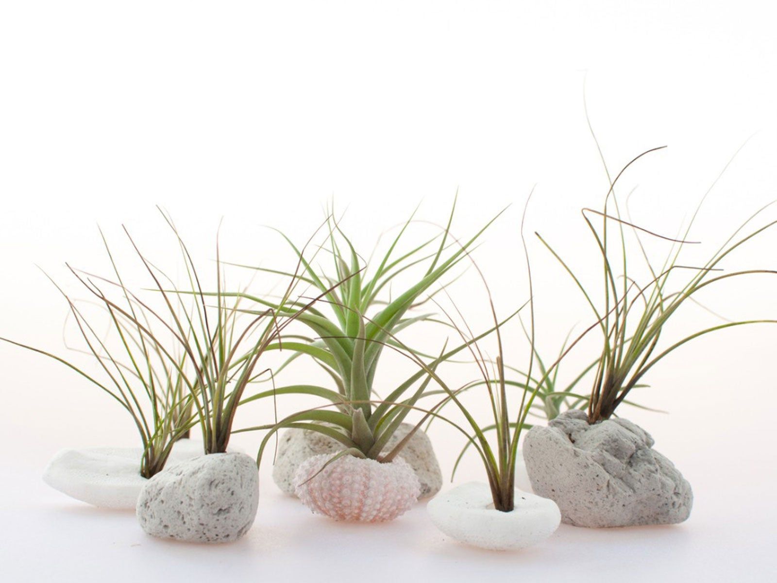 Feeding Air Plants: Learn About Air Plant Fertilizer Requirements |  Gardening Know How
