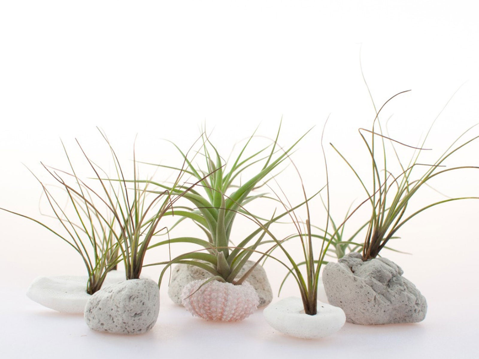 feeding-air-plants-learn-about-air-plant-fertilizer-requirements