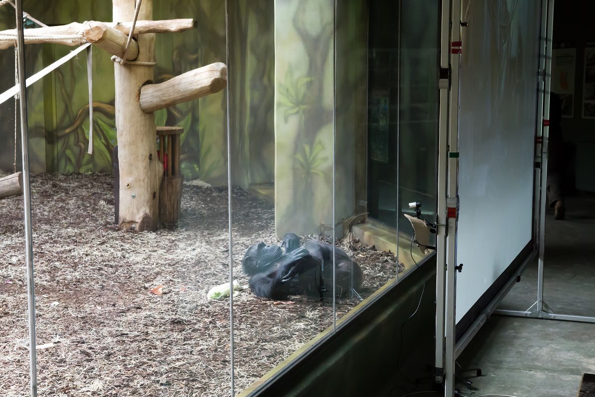 Bored chimpanzees at Czech zoos’ video chat during lockdown