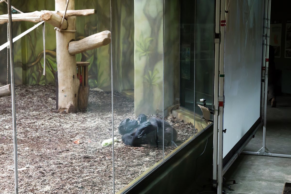 Chimpanzees at Czech zoos video chat because they&#039;re bored during lockdown.