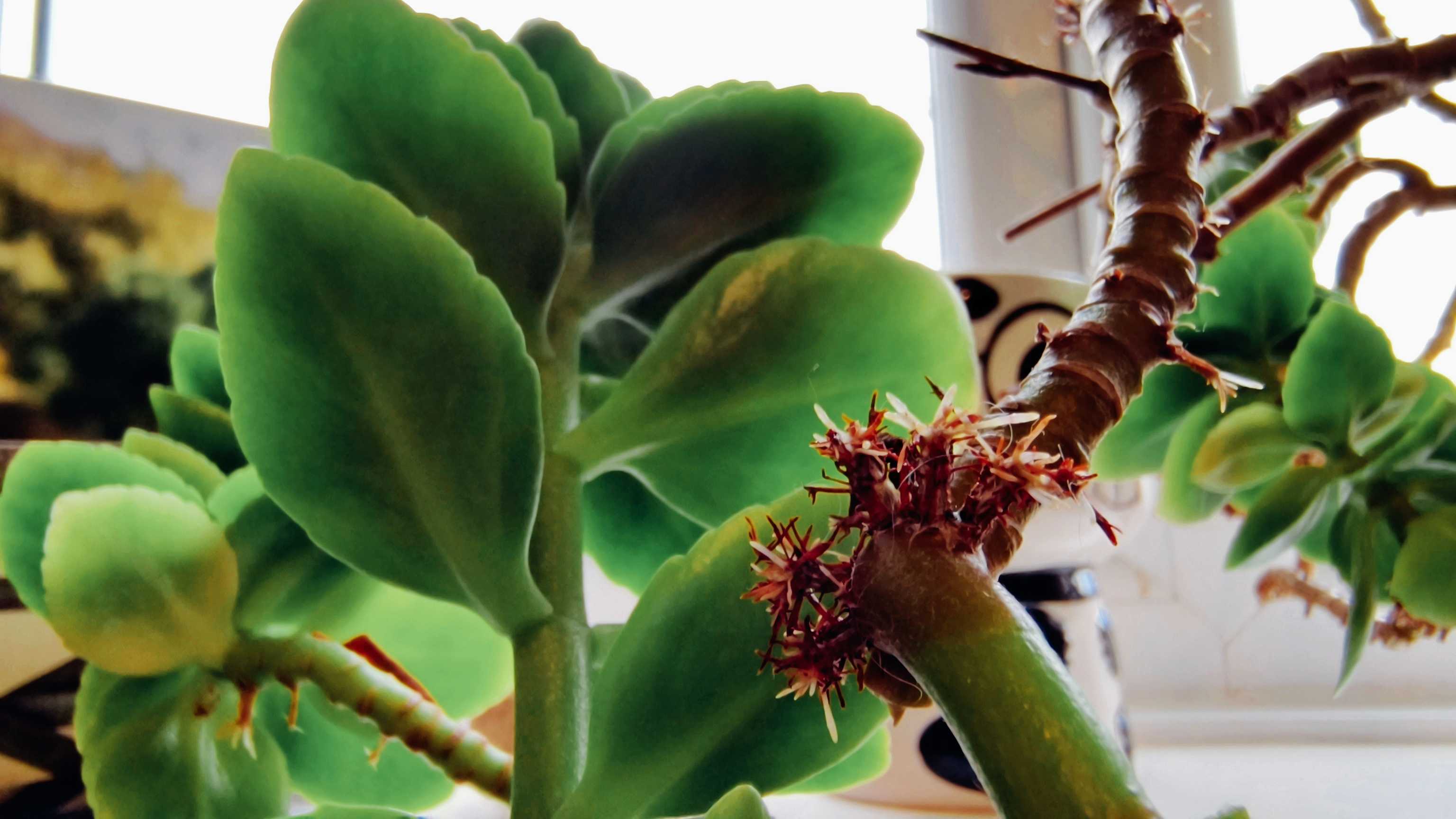 Image taken using the camera on an Infinix GT 30 Pro