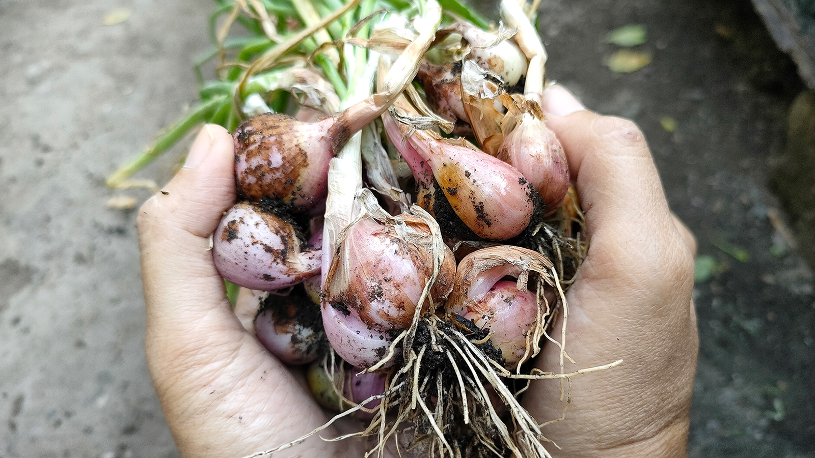 Gardener holds freshly harvested shallots
