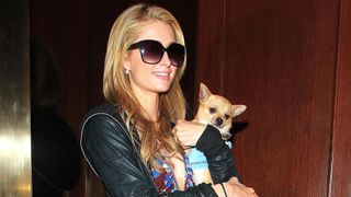 Paris Hilton with her Chihuahua