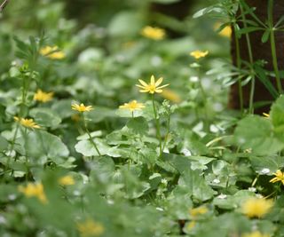 Dense patch of green Ficaria verna with yellow flowers