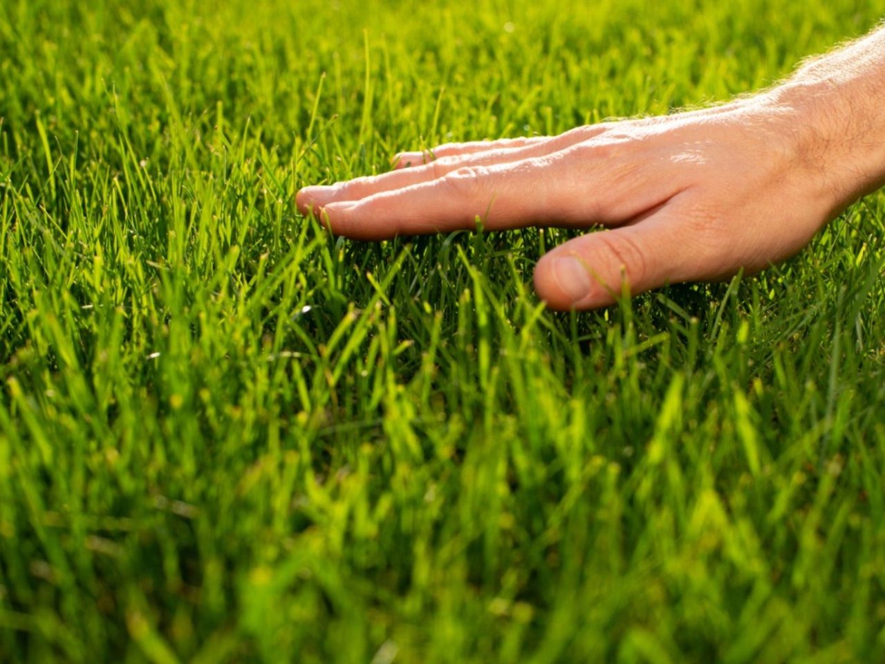 Close up of a man&#039;s hand gently touching a grassy lawn