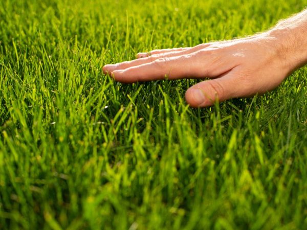 Tips & Information about Lawn Care | Gardening Know How