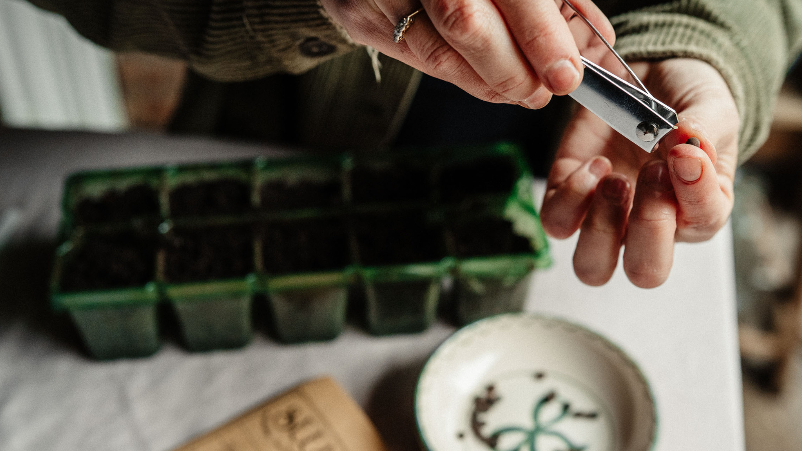 hands holding and nicking a sweet pea seed with silver nail clippers