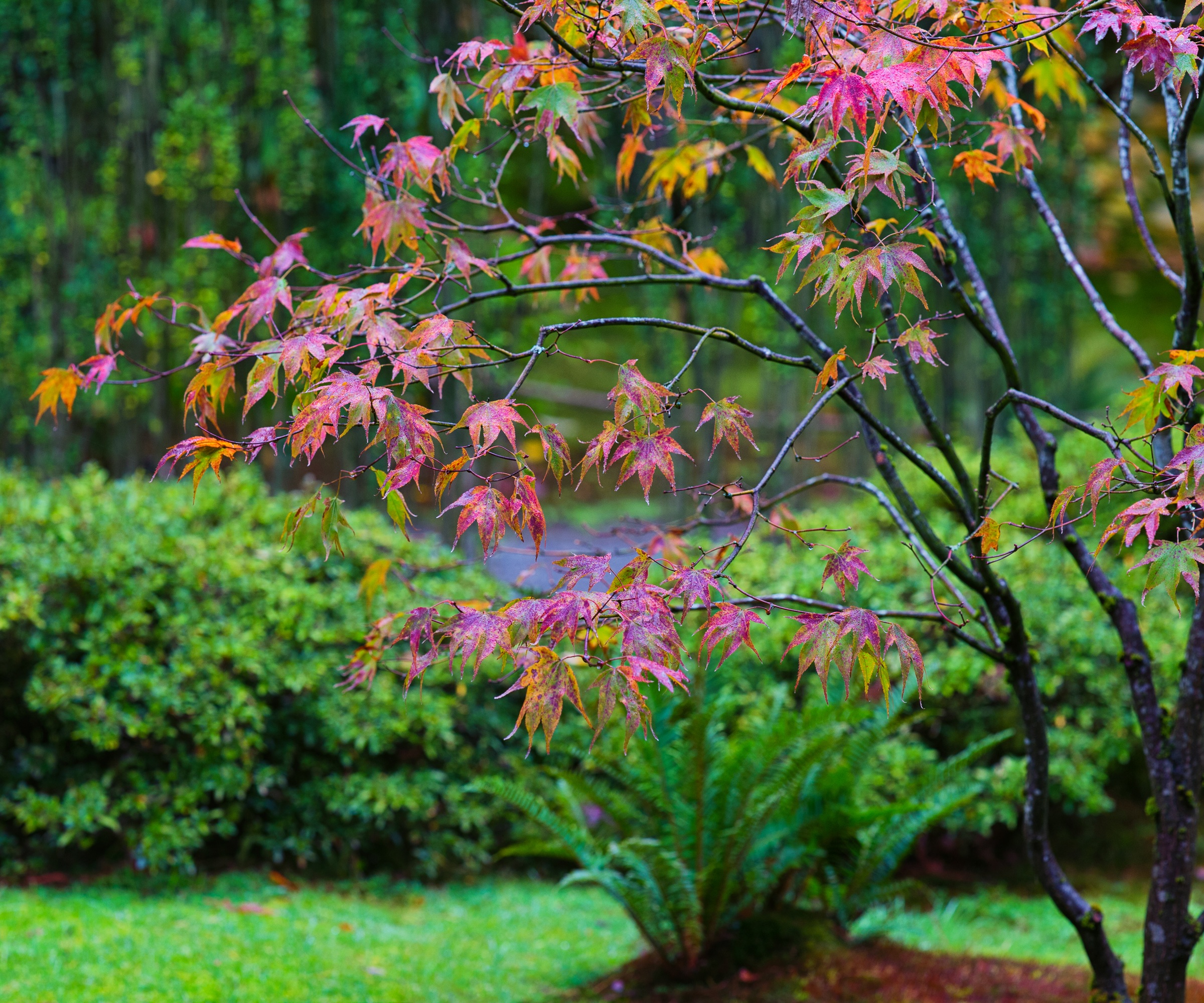 Japanese maple in garden border