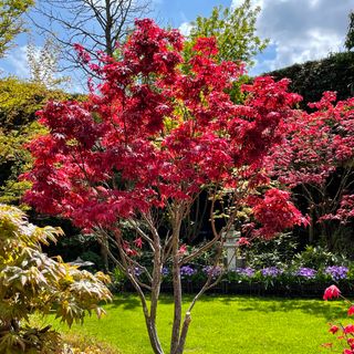 An acer tree in a sunny garden