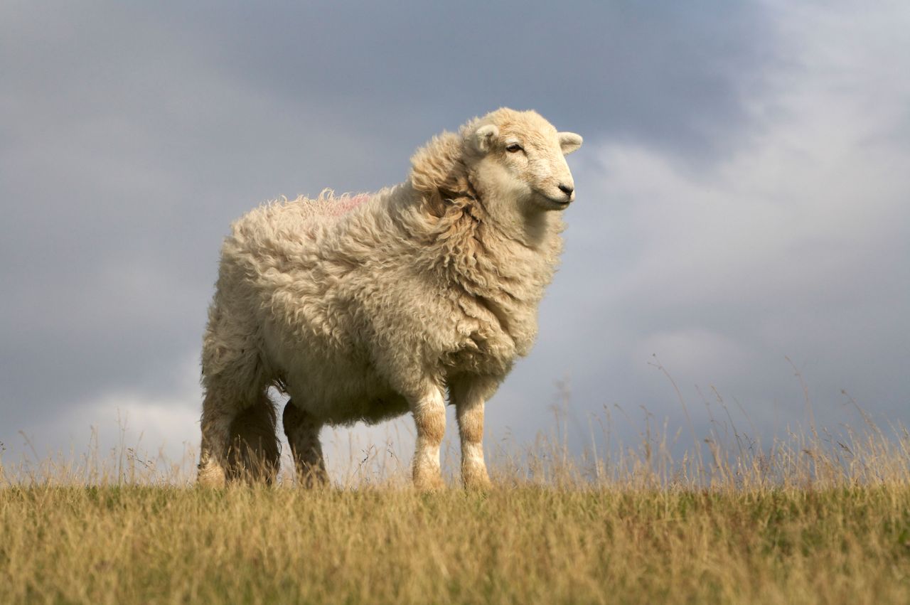 Government guidelines state that every mature sheep should have its fleece removed at least once a year.