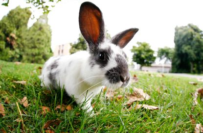 A rabbit that is sadly not named Marlon Bundo.