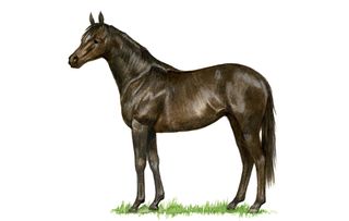 Native horse breeds of Britain