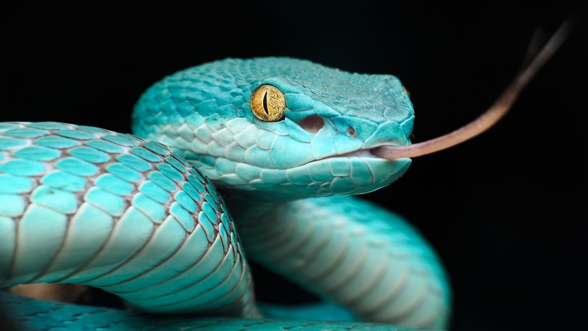 Hiroaki39 樣專用⭐新品⭐0670 No.131 スネーク SNAKE Snakes' mind-bending 'heat vision' inspires scientists to build a