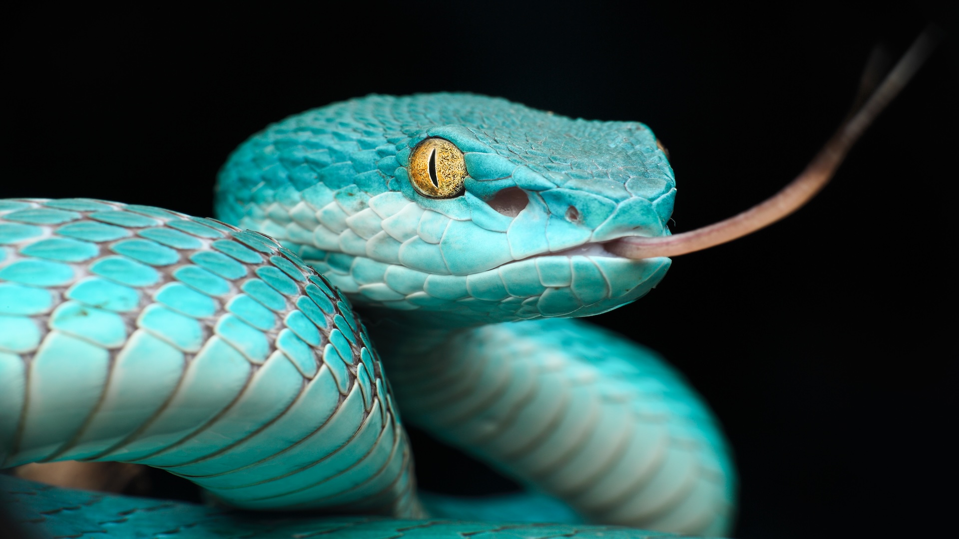 Close up image of a teal blue pit viper; the snake has yellow eyes and its pink tongue is out of its mouth. 