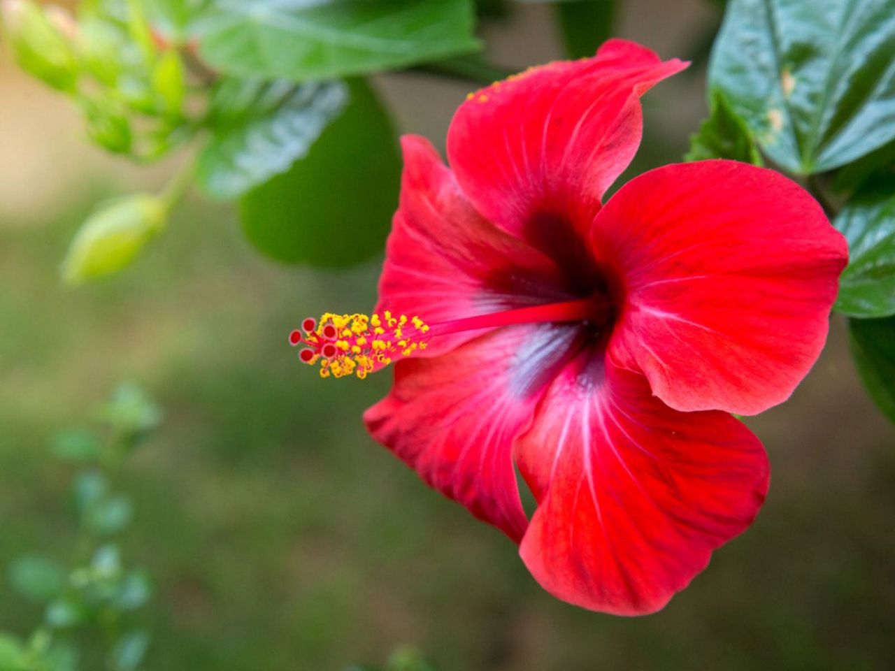 tropical flower