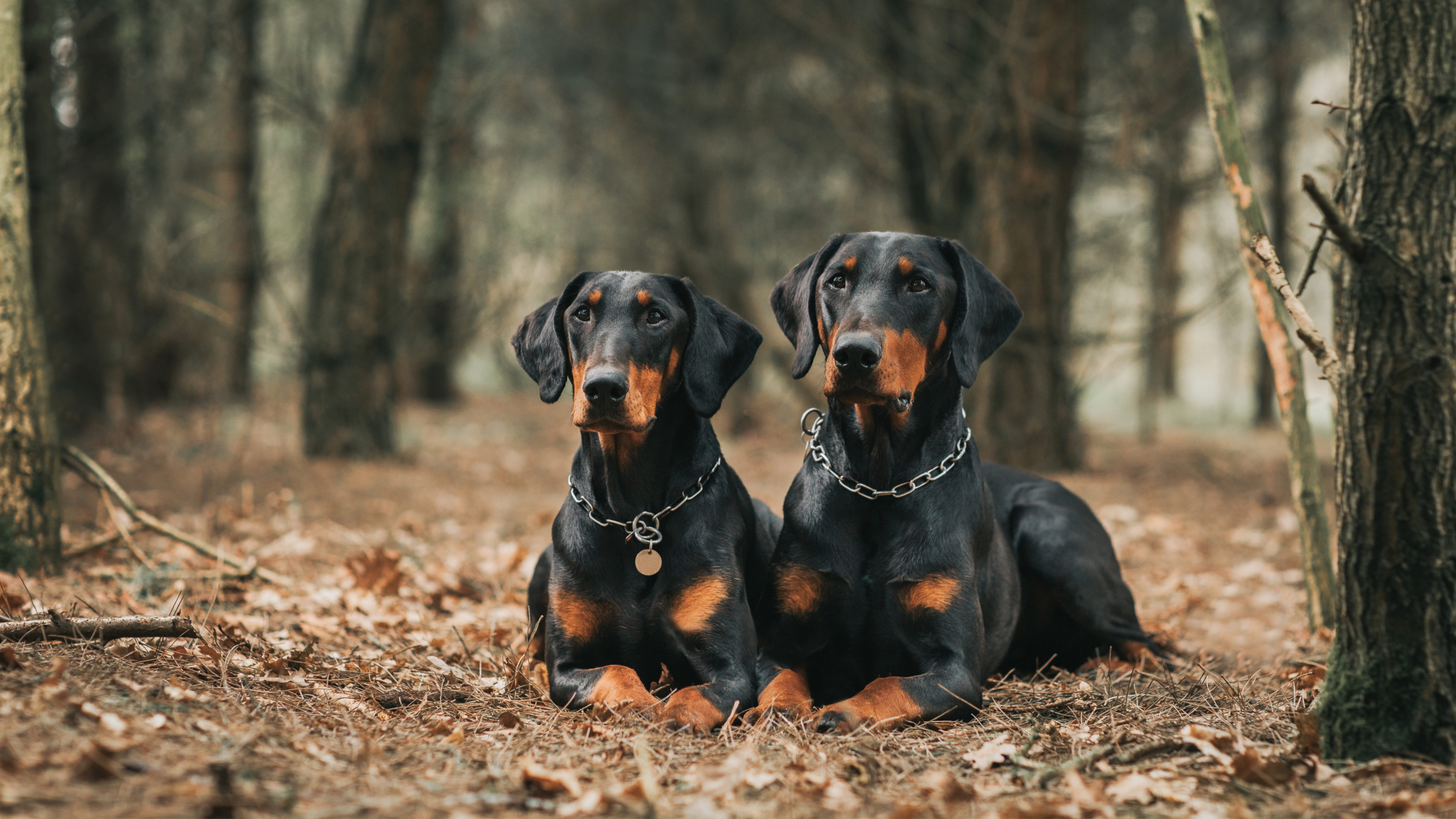 Two European Dobermans sitting outside together