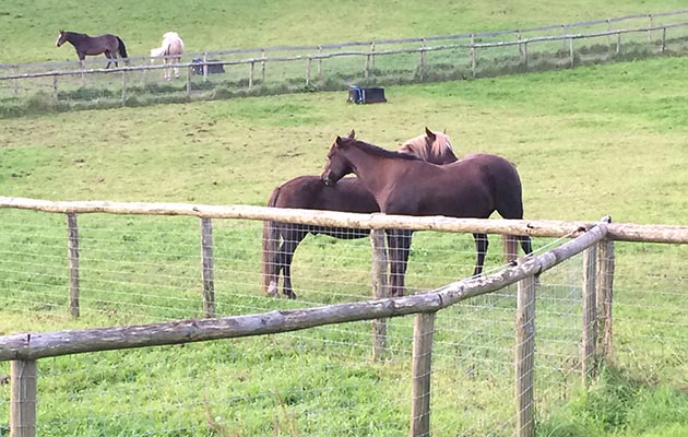 When not working, the horses enjoy plenty of paddock time