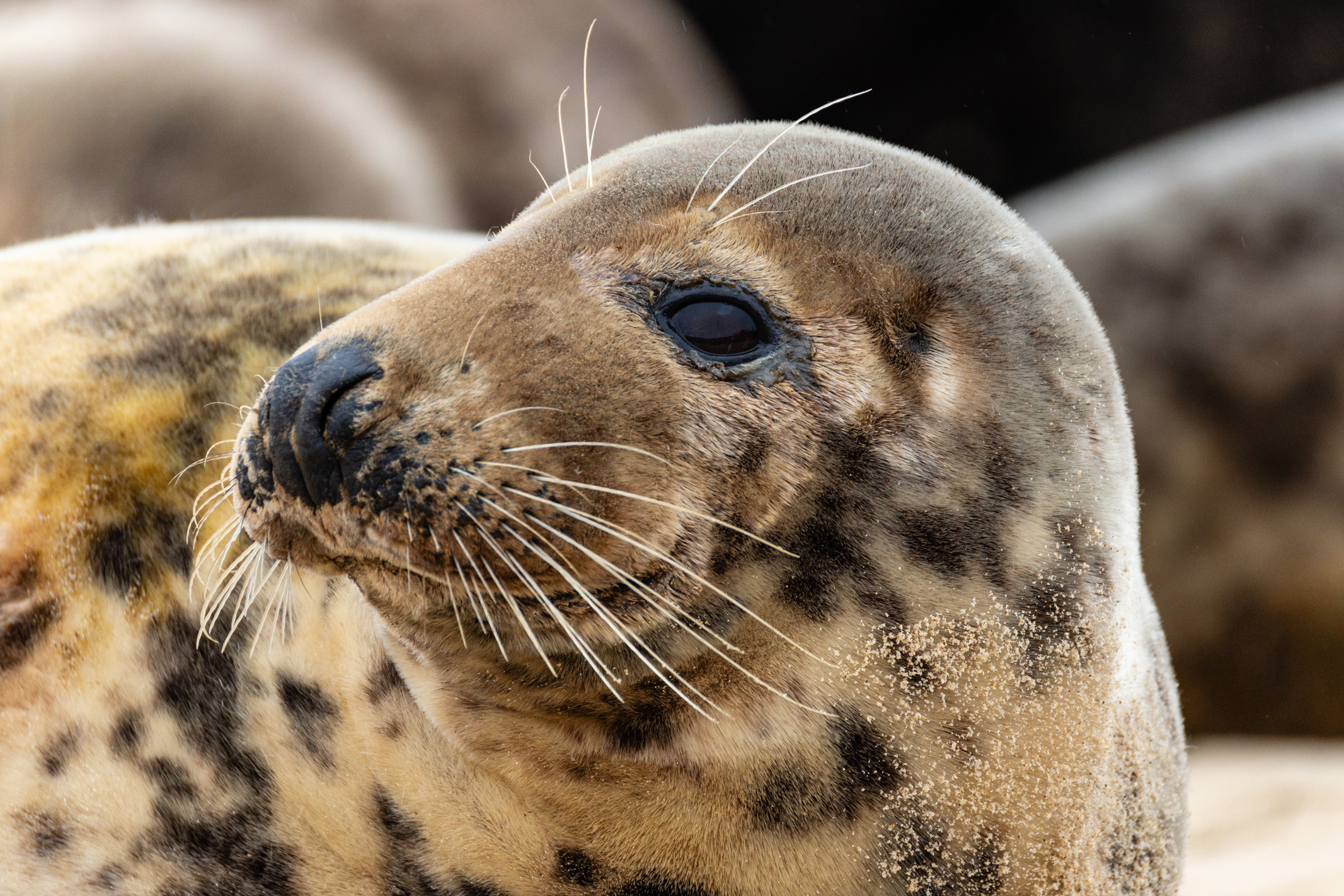 Seal on a beach shot with the Canon EOS R1 and 200-400mm lens