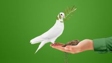 Illustration of a white dove with an olive branch perching on a hand clutching a mound of soil