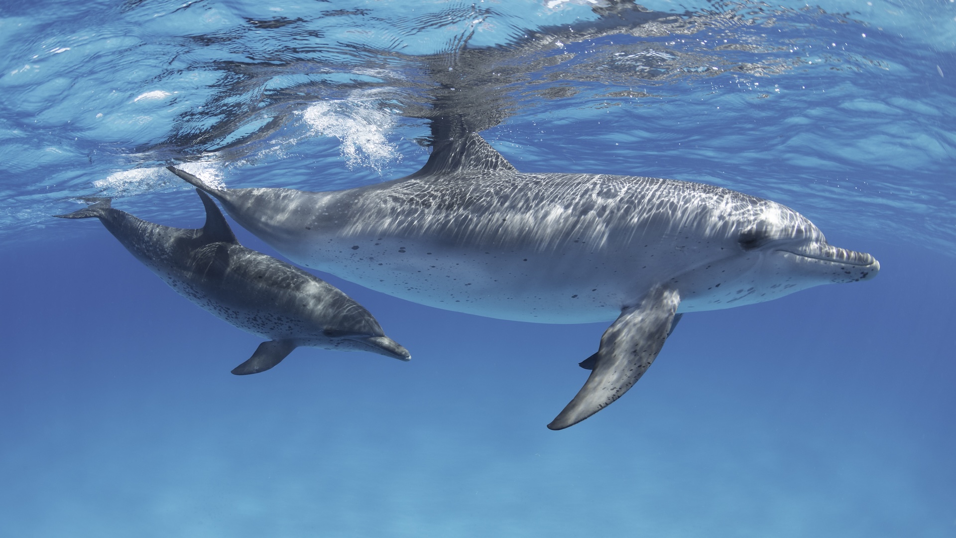 a dolphin and calf swimming underwater