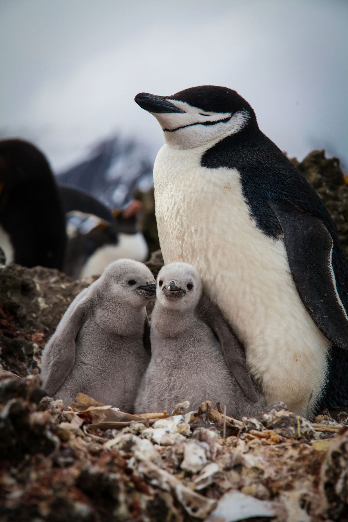 Image Copyright: BBC NHU/&copy;Elizabeth White