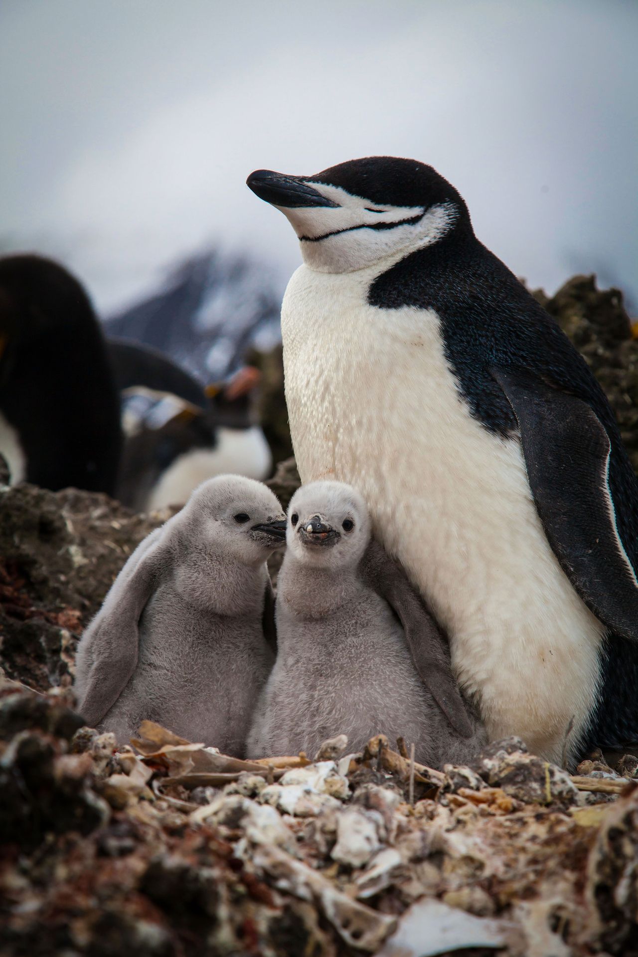 Image Copyright: BBC NHU/&copy;Elizabeth White