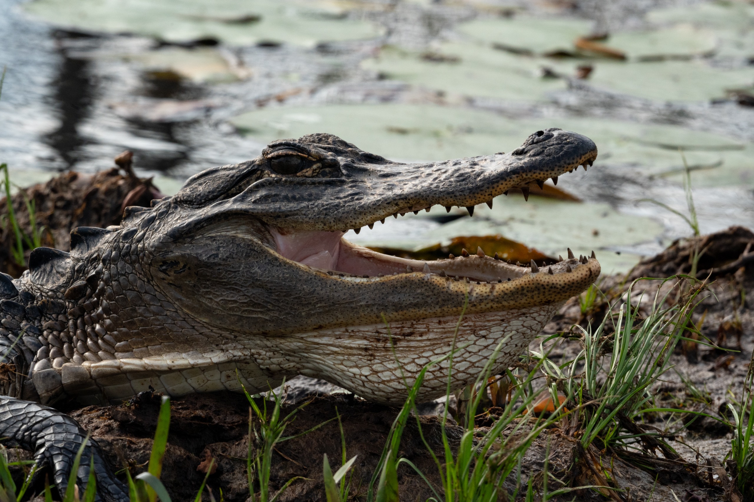 An alligator on the shoreline with its mouth open
