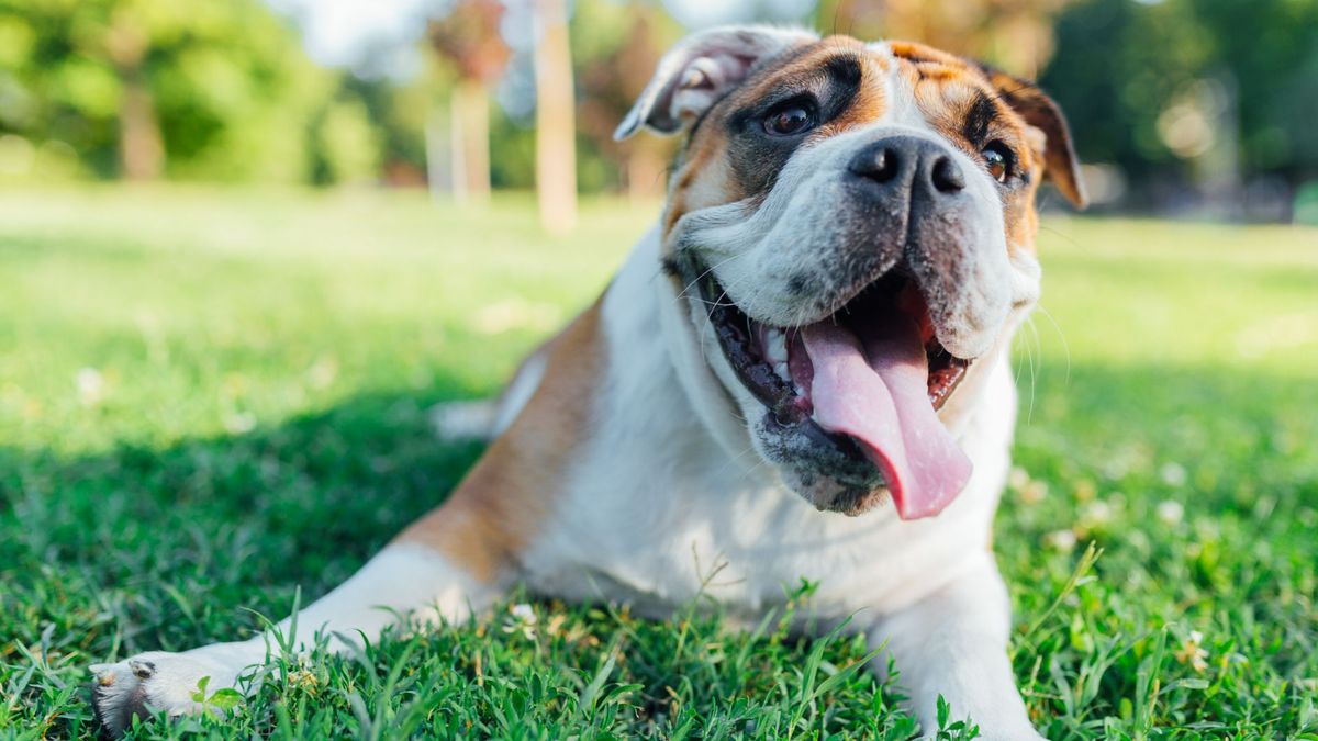 Dog sitting in the grass