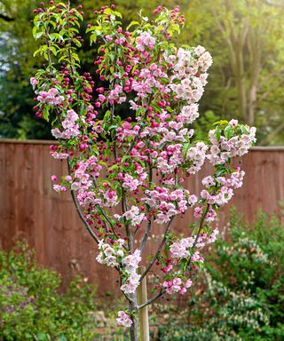 Malus 'Snowcloud' crab apple tree