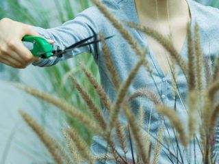 trimming ornamental grasses with secateurs