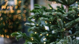 picture of christmas tree with lights on it