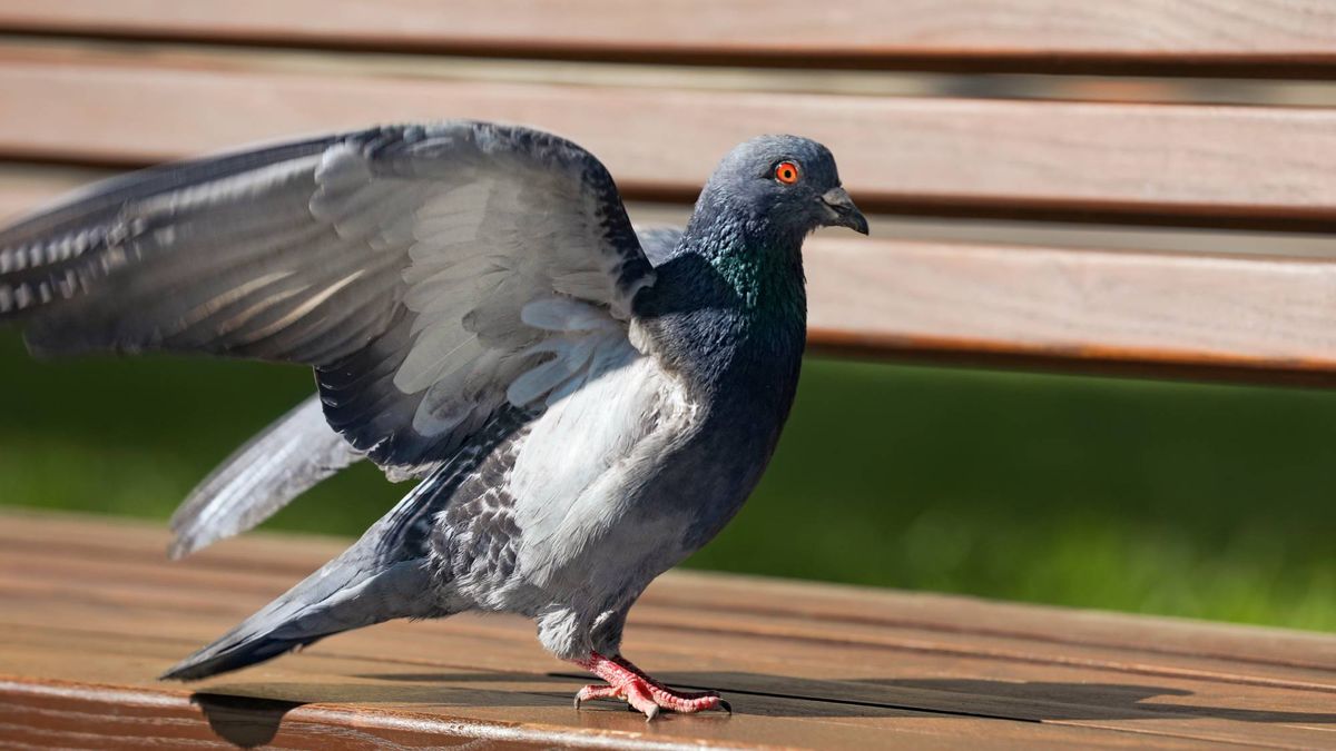 How to Clean Bird Poop Off Your Patio Safely and Easily – Tips for Poop-Free Porches and Outdoor Furniture (Including Amazon Prime Day Deals!)