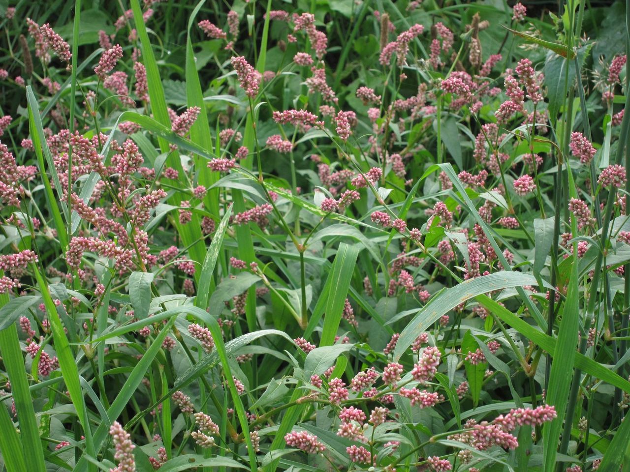 zone5 invasive