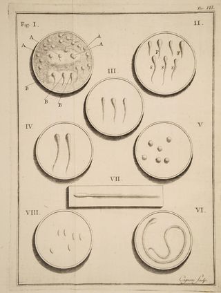 The sperm of various animals. From Lazzaro Spallanzani’s Opuscoli di fisica animale, e vegetabile