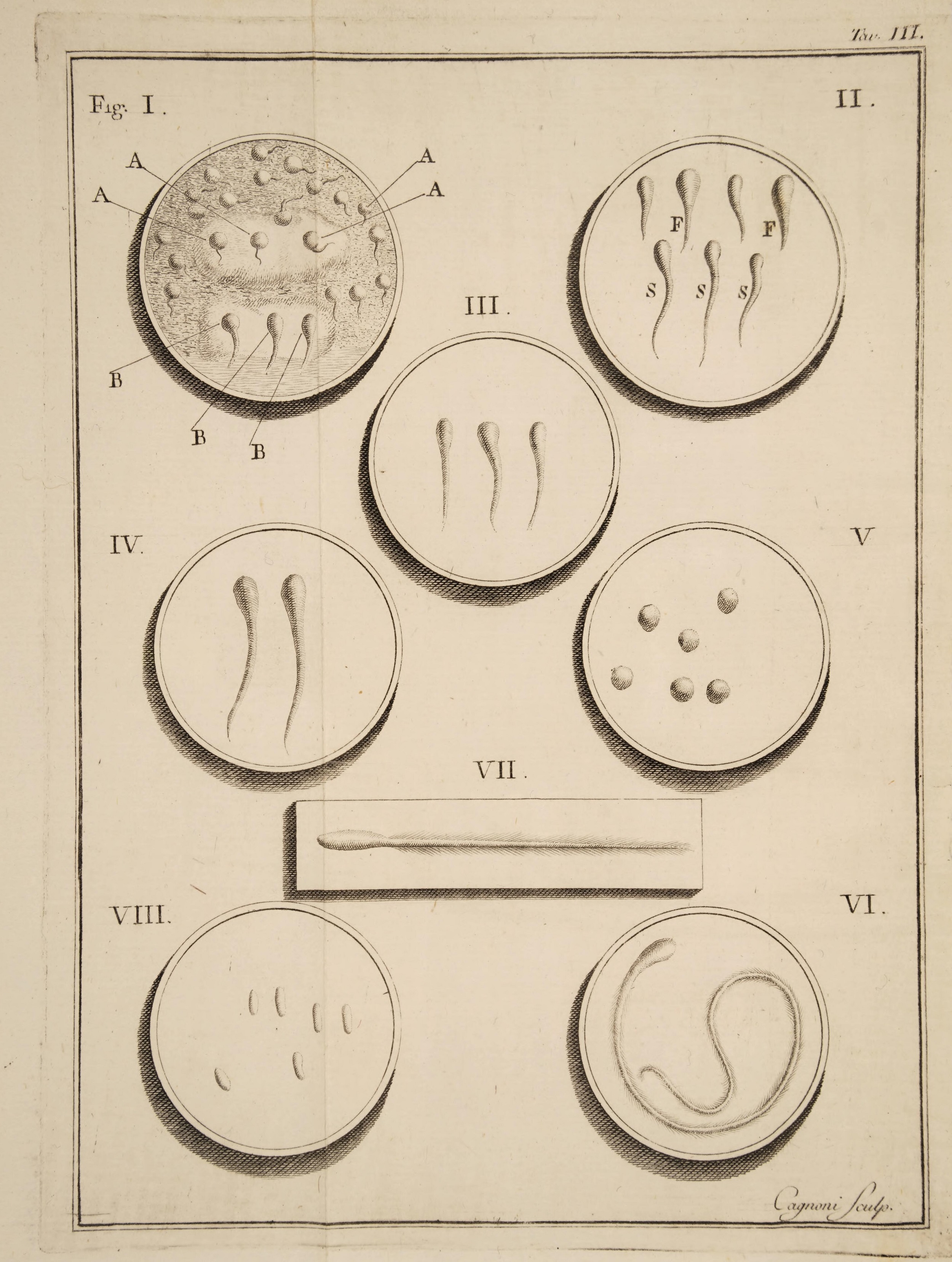 Esperma de varios animales.  Del libro de Lazzaro Spallanzani Opuscoli di fisica de animales y vegetales.