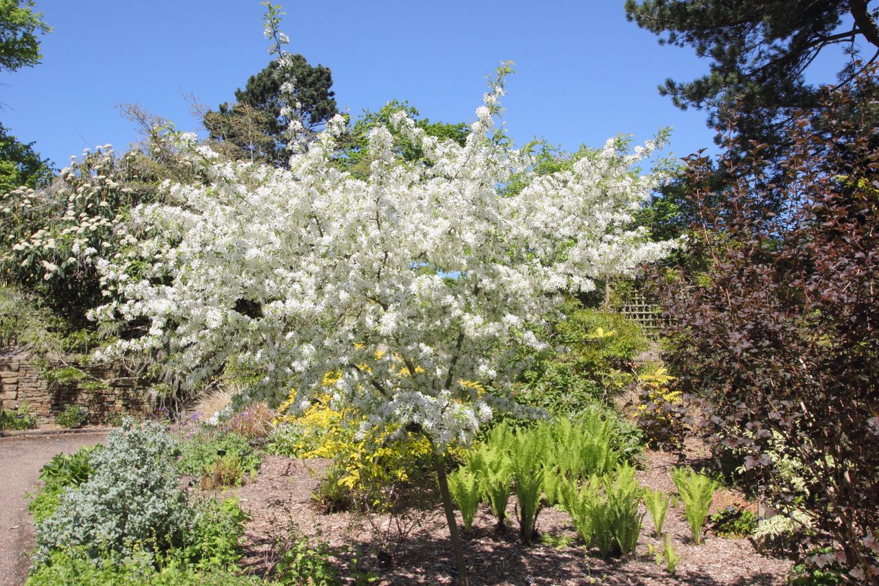 crab apple tree in a backyard