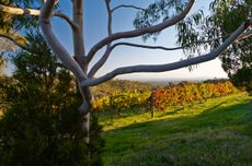 World-class Chardonnay in Victoria can be found at Giaconda winery