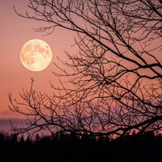 Low angle view of silhouette of bare tree against sky at night